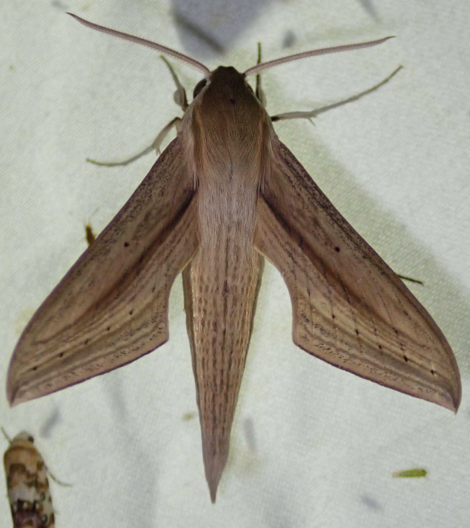 Image of Hippotion balsaminae (Walker 1856)