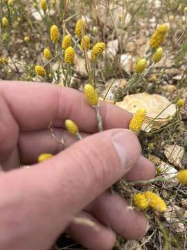 Image de Siloxerus tomentosus (Wendl.) Ostenf.