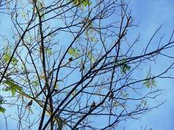 Image of Yellow-winged Tanager