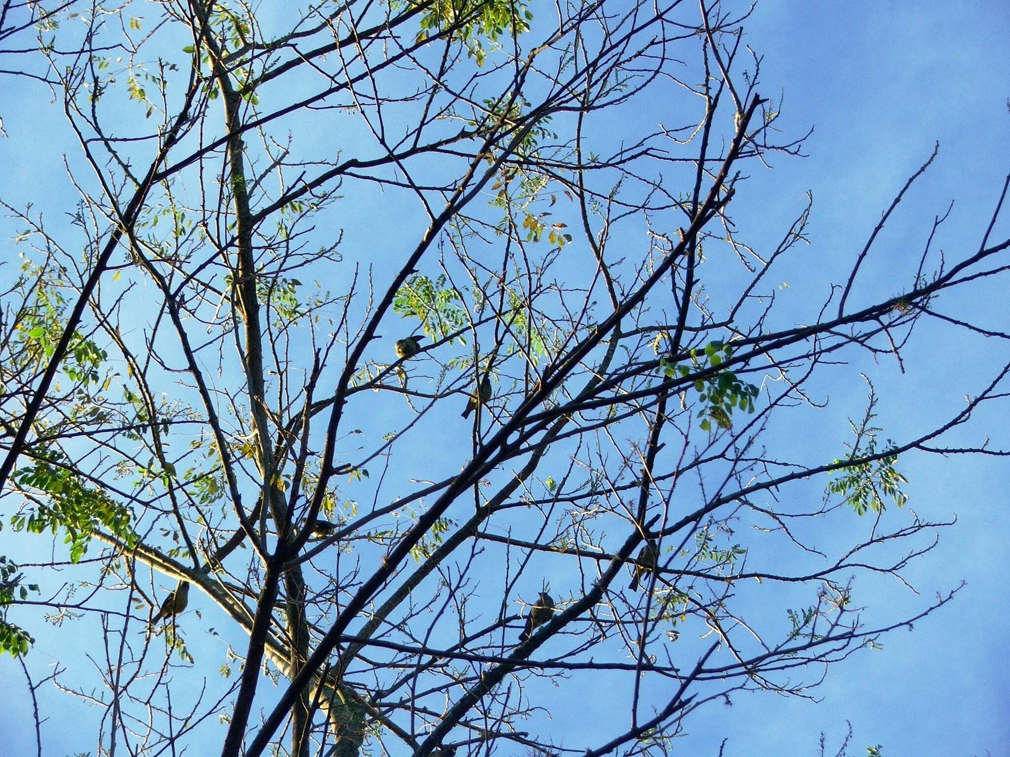 Image of Yellow-winged Tanager