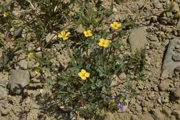 Image of Coville's poppy