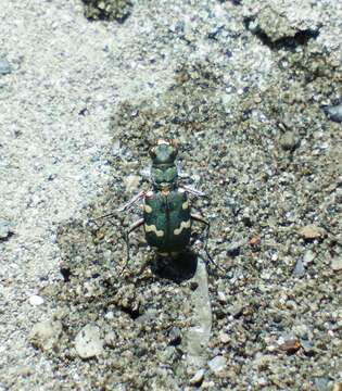 Image of Cicindela (Cicindela) monticola albanica Apfelbeck 1909