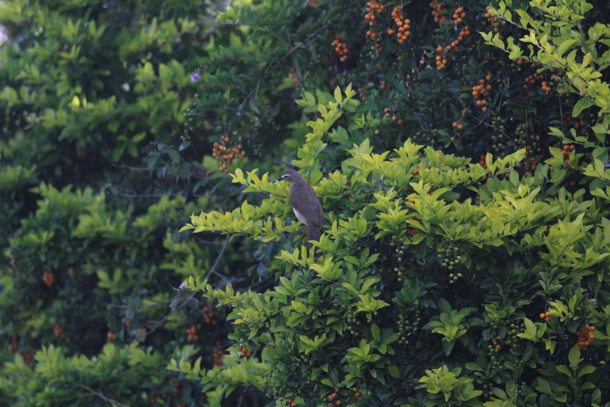 Image of White-browed Bulbul