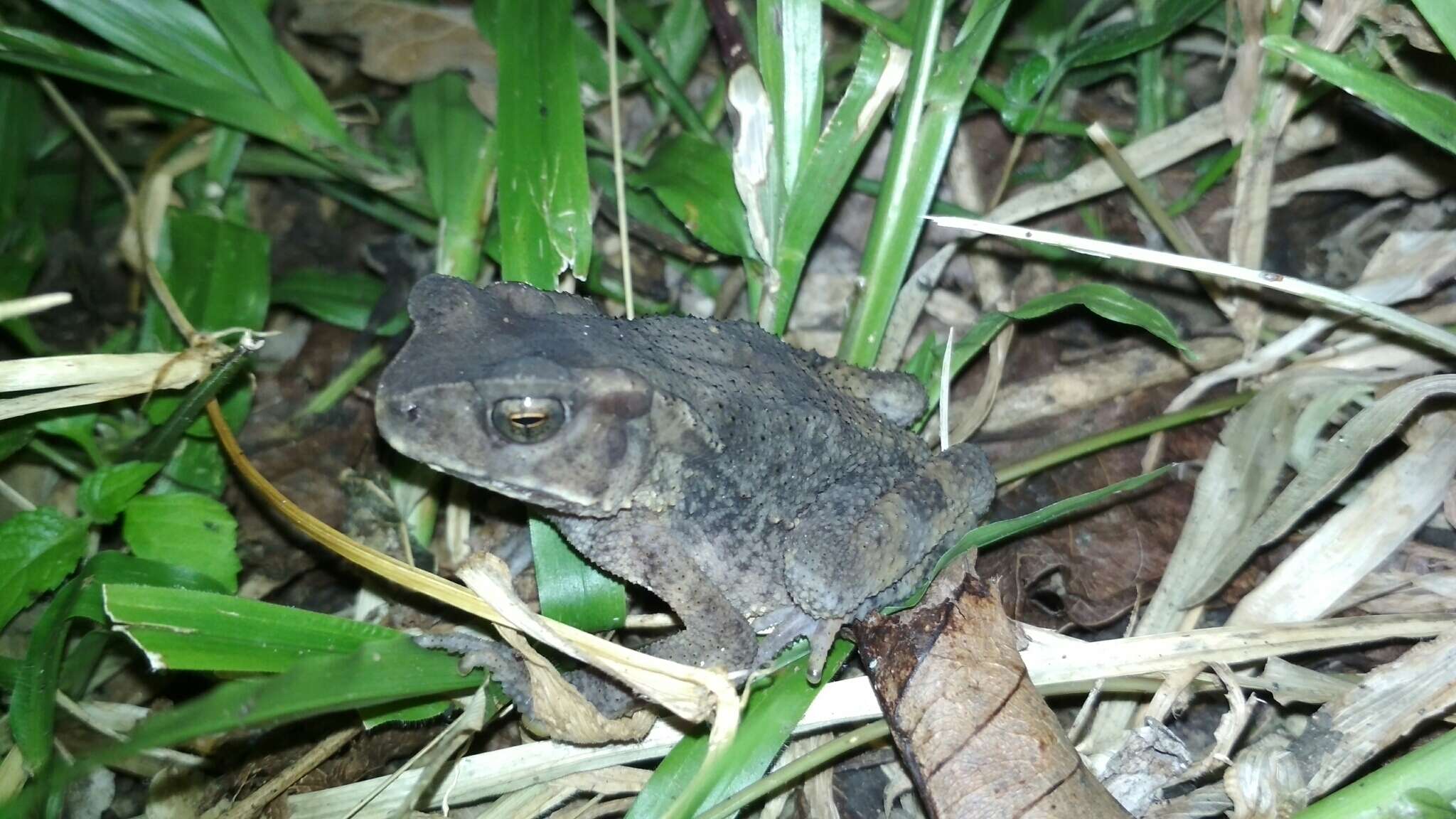 Image of Sulawesian Toad