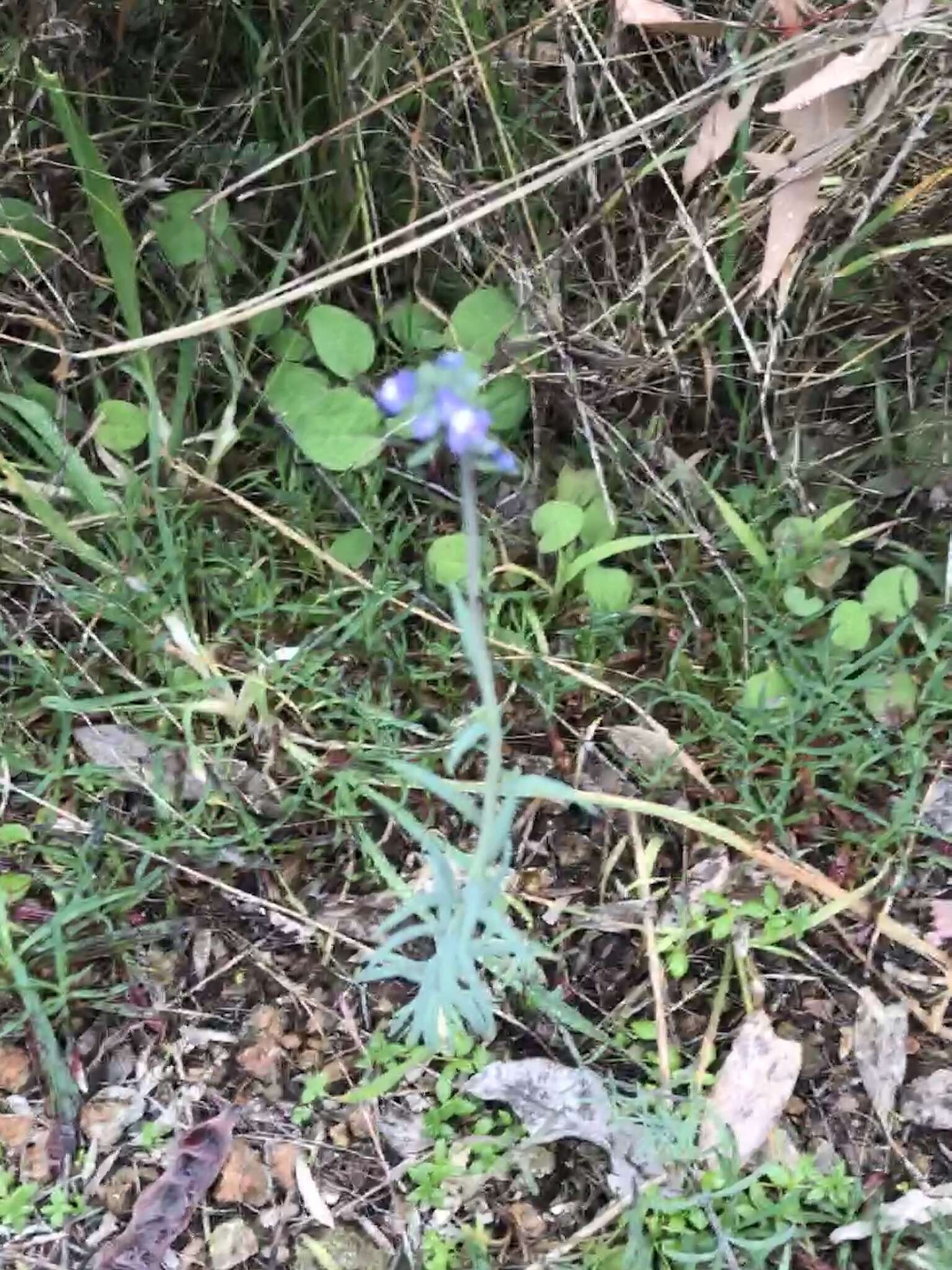 Linaria arvensis (L.) Desf.的圖片