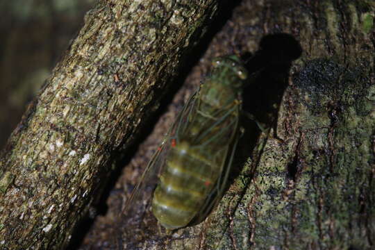 Sivun Chlorocysta suffusa (Distant 1907) kuva