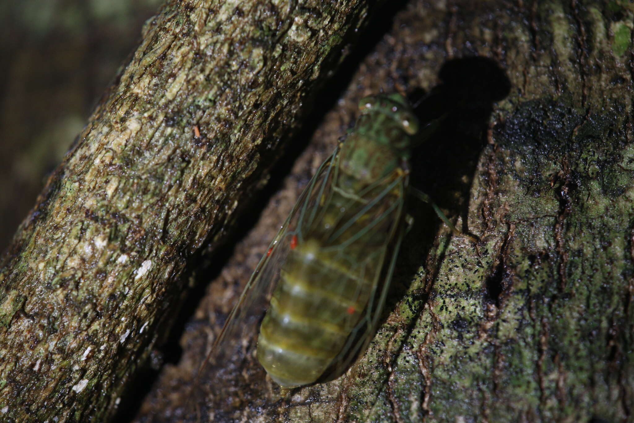 Image of Chlorocysta suffusa (Distant 1907)