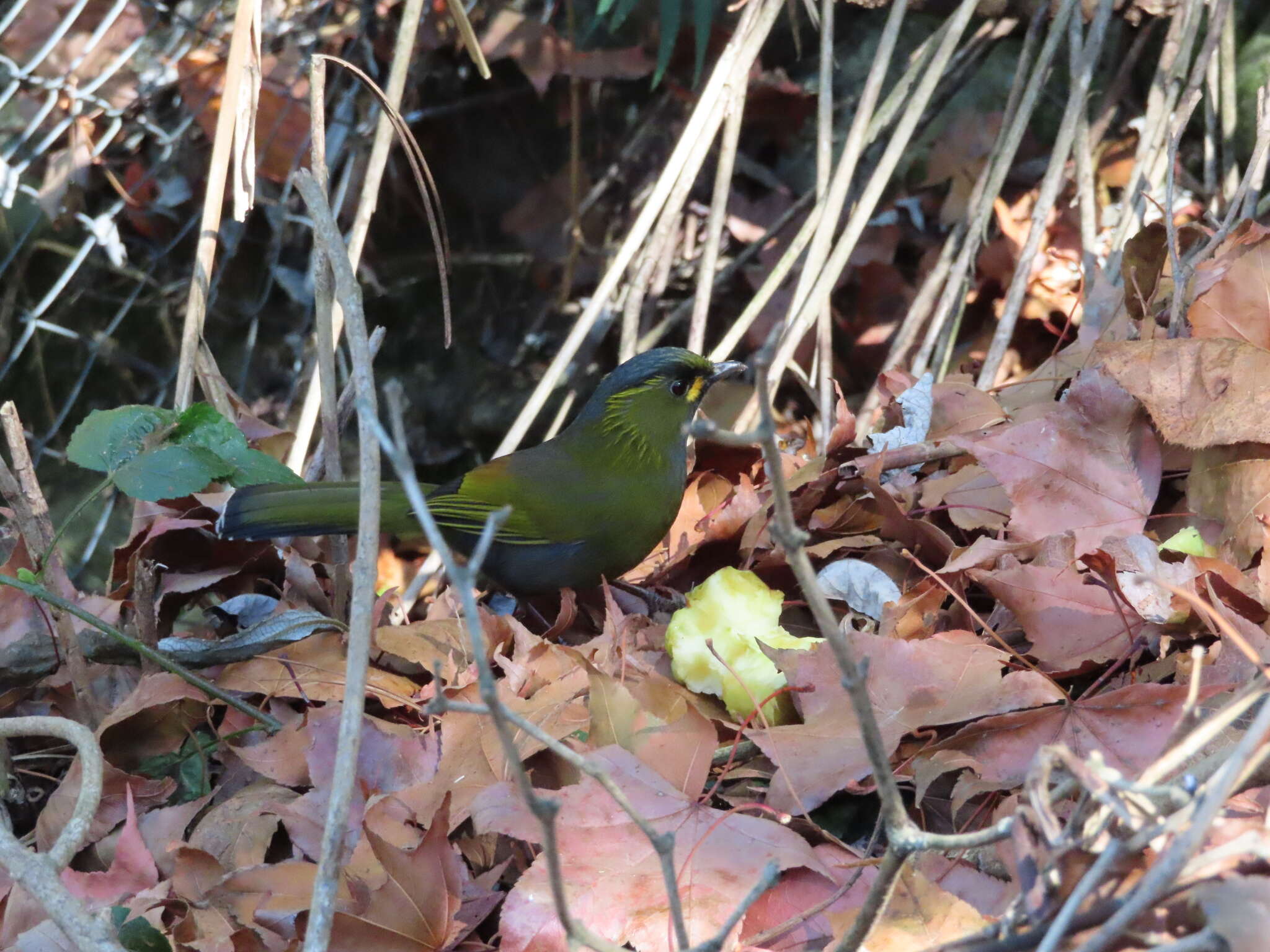 Image of Liocichla Swinhoe 1877