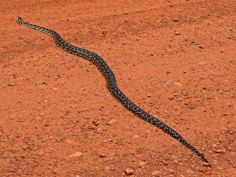 Image of Morelia spilota imbricata (L. A. Smith 1981)