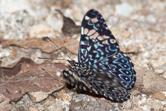 صورة Hamadryas amphinome mexicana Lucas 1853