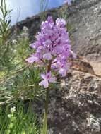 Image de Orchis mascula subsp. scopulorum (Summerh.) H. Sund. ex H. Kretzschmar, Eccarius & H. Dietr.