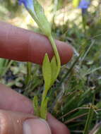 Image of One-Flower Fringed-Gentian