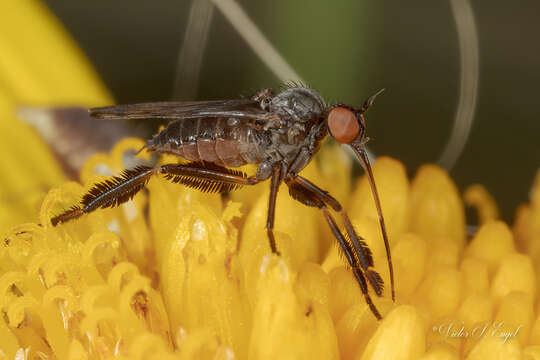 Imagem de Empis clausa Coquillett 1895