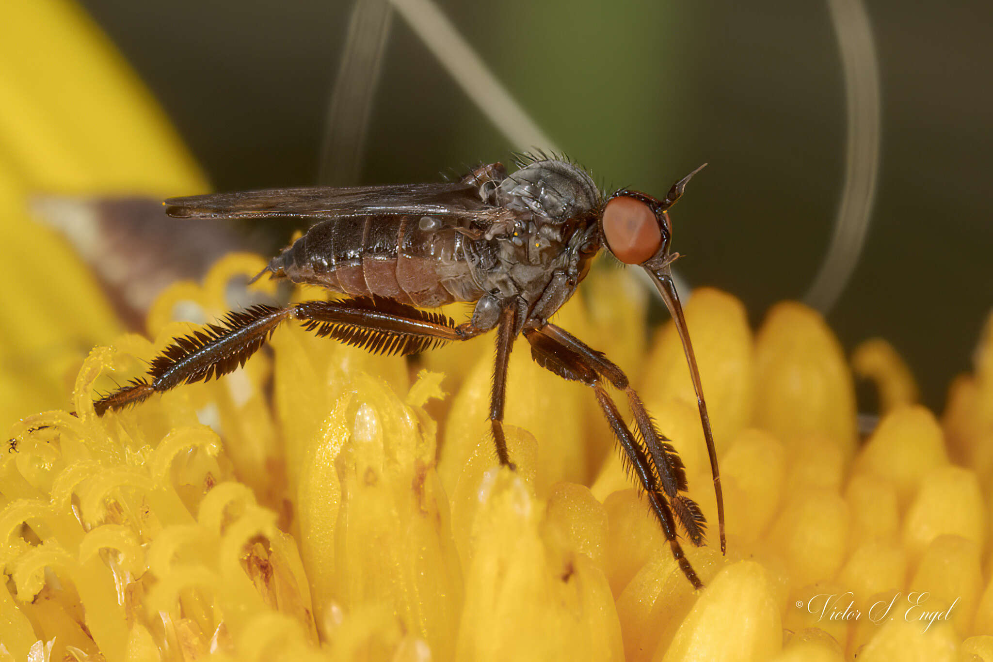 Image of Empis clausa Coquillett 1895