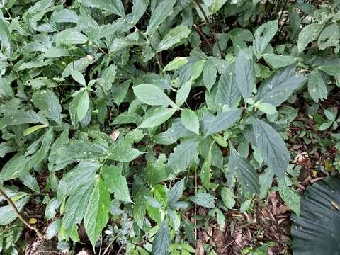 Strobilanthes formosana S. Moore resmi