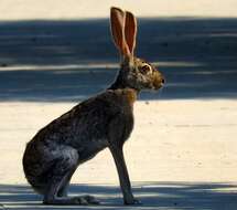 Imagem de Lepus alleni Mearns 1890