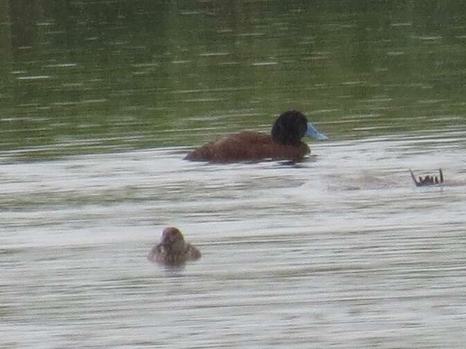 Image of Blue-billed Duck