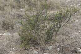 Vachellia vernicosa (Britton & Rose) Seigler & Ebinger resmi