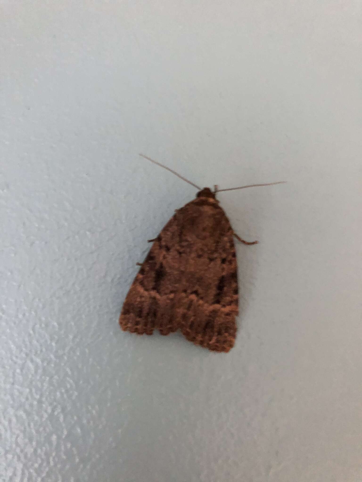 Image of copper underwing