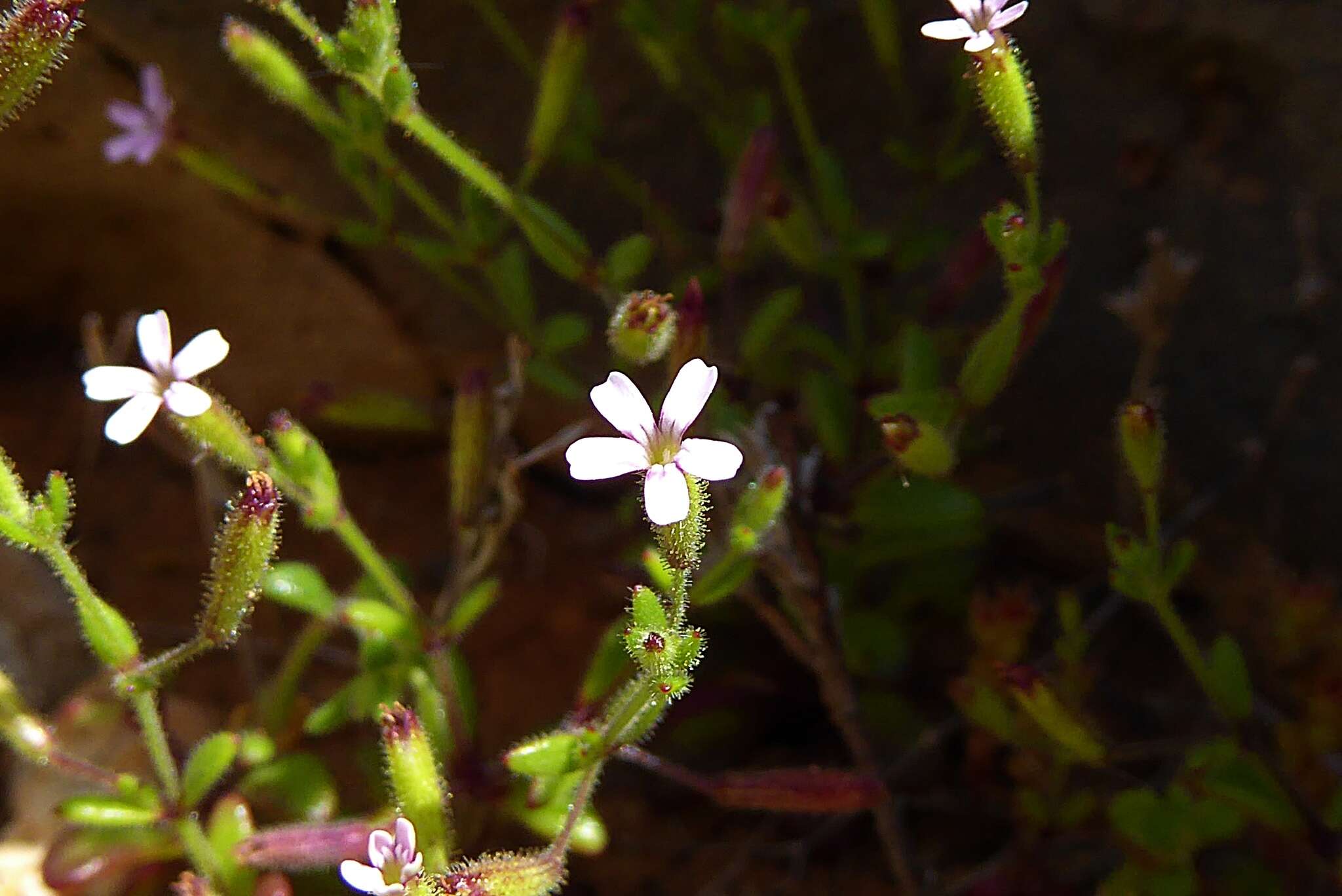 Image of Silene sedoides Poir.