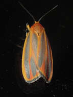 Image of Painted Lichen Moth