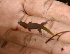 Sphaerodactylus dimorphicus Fong & Diaz 2004 resmi