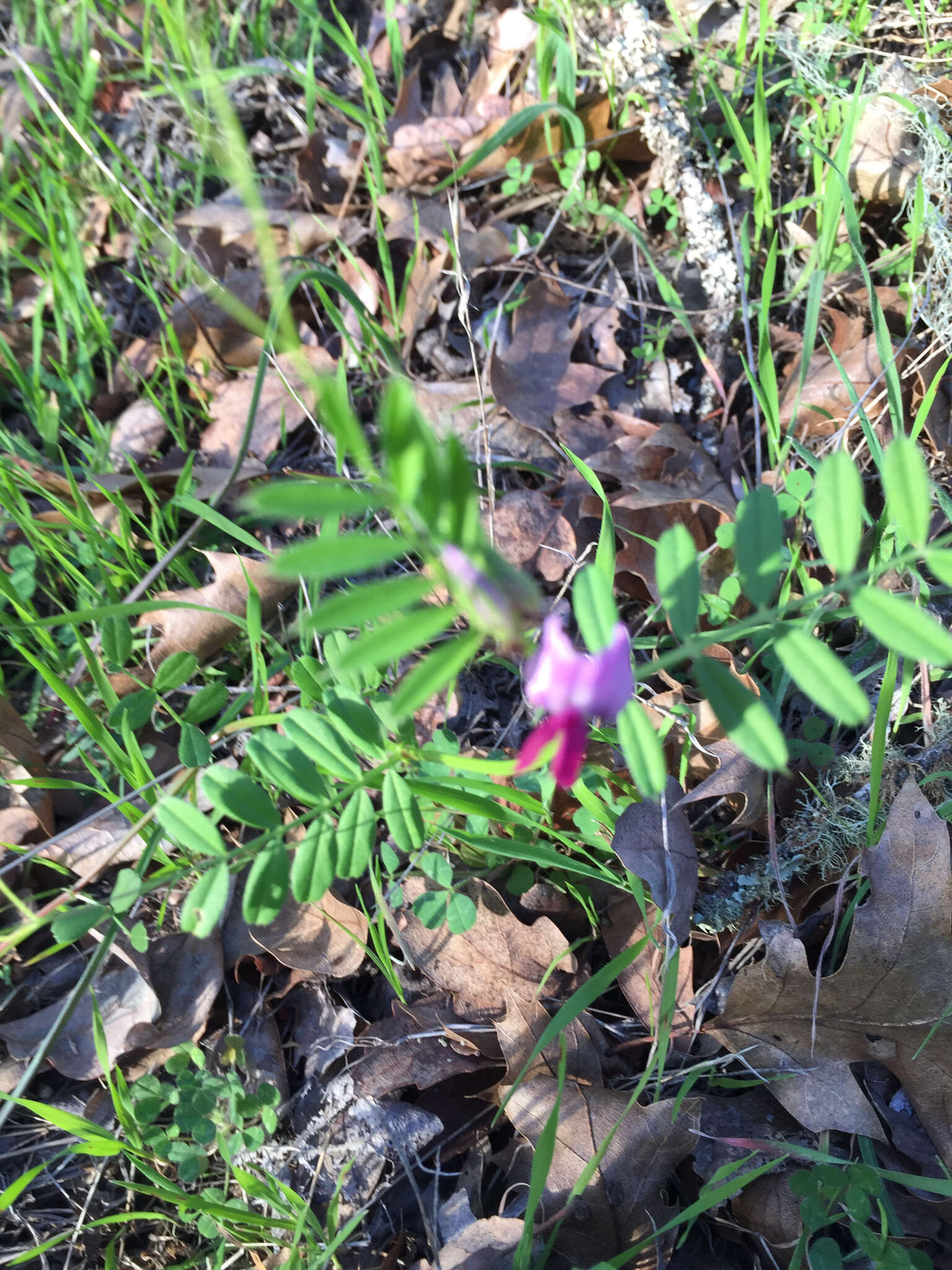 Image of Common Vetch