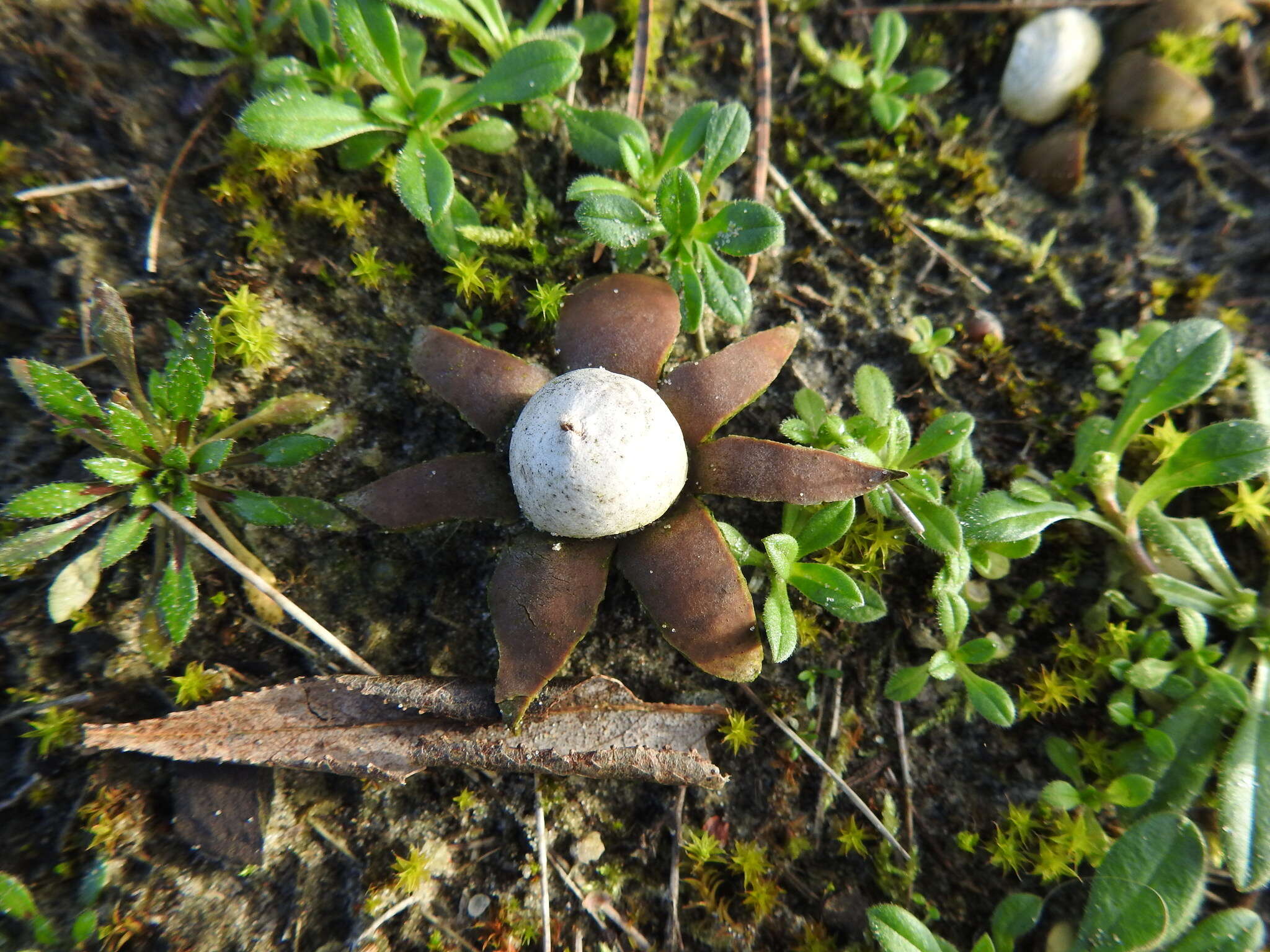 Image of Geastrum floriforme Vittad. 1842