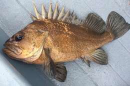 Image of Quillback rockfish