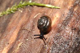 Image of Black Gloss Snail