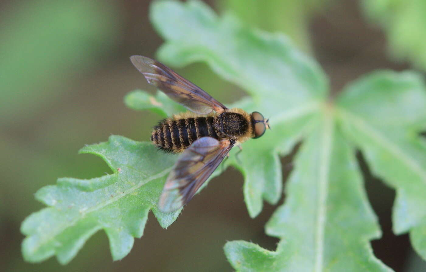 Image of Notolomatia pictipennis (Wiedemann 1828)