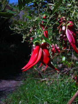 Слика од Clianthus