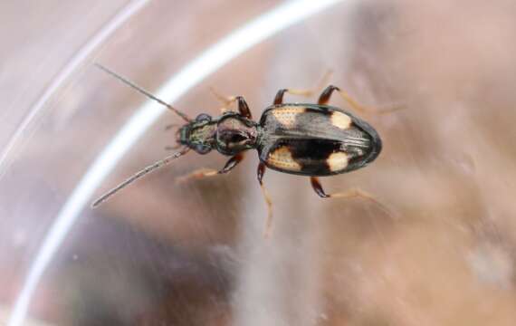 Image de Bembidion (Nepha) genei Küster 1847