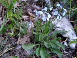 Plancia ëd Myosotis lithospermifolia (Willd.) Hornem.