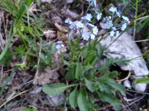 Image of Myosotis lithospermifolia (Willd.) Hornem.