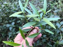 Image of Denhamia cunninghamii (Hook.) M. P. Simmons