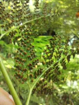 Image of Woolly Tree Fern