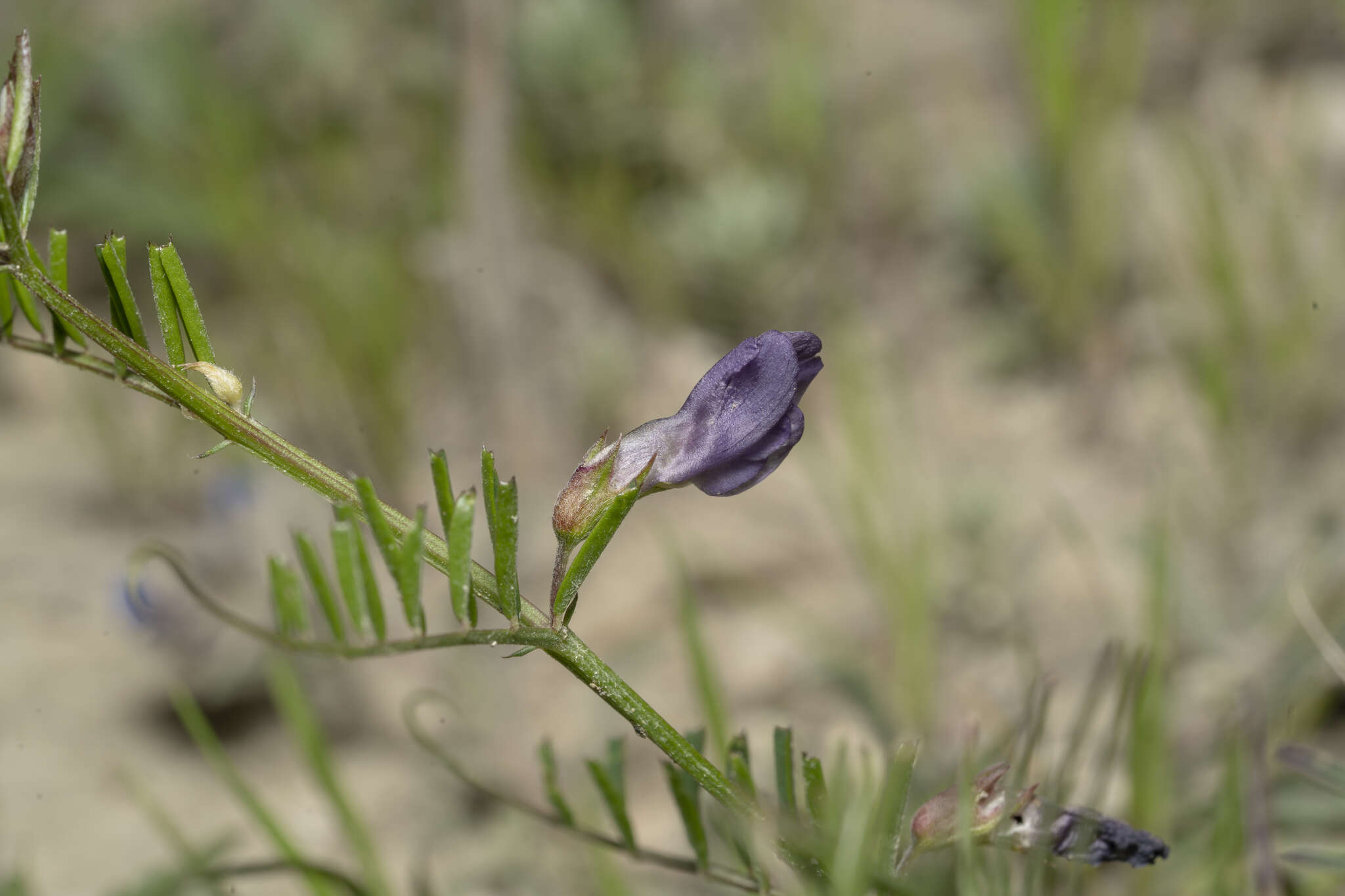 Image of wandering vetch