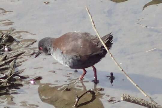 Image of Spotless Crake