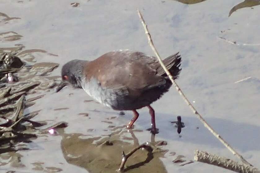 Image of Spotless Crake