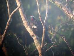 Image of Red-throated Piping Guan