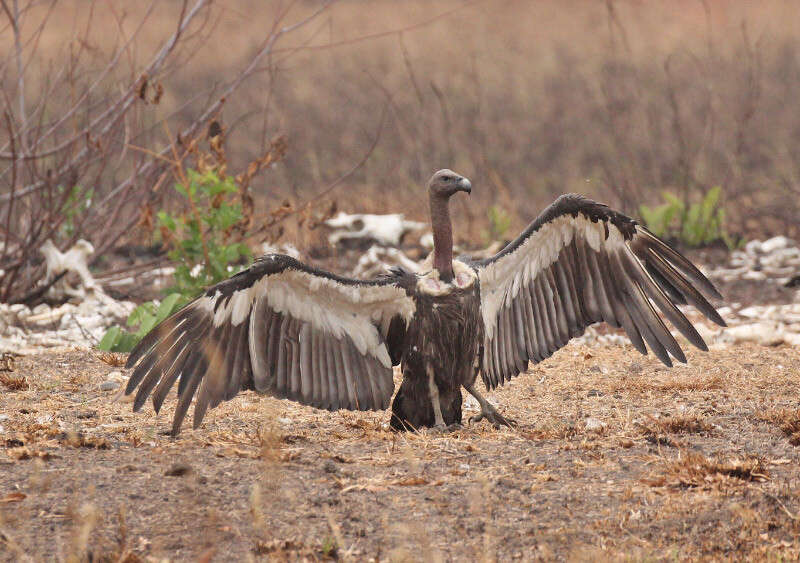 Image of Asian White-backed Vulture