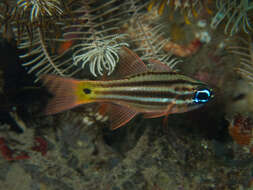 Image of Blue-eye cardinalfish