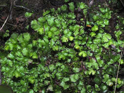 Image of Asterella africana (Mont.) Underw. ex A. Evans