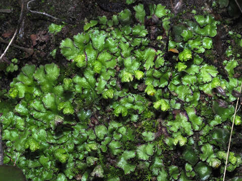 Image of Asterella africana (Mont.) Underw. ex A. Evans