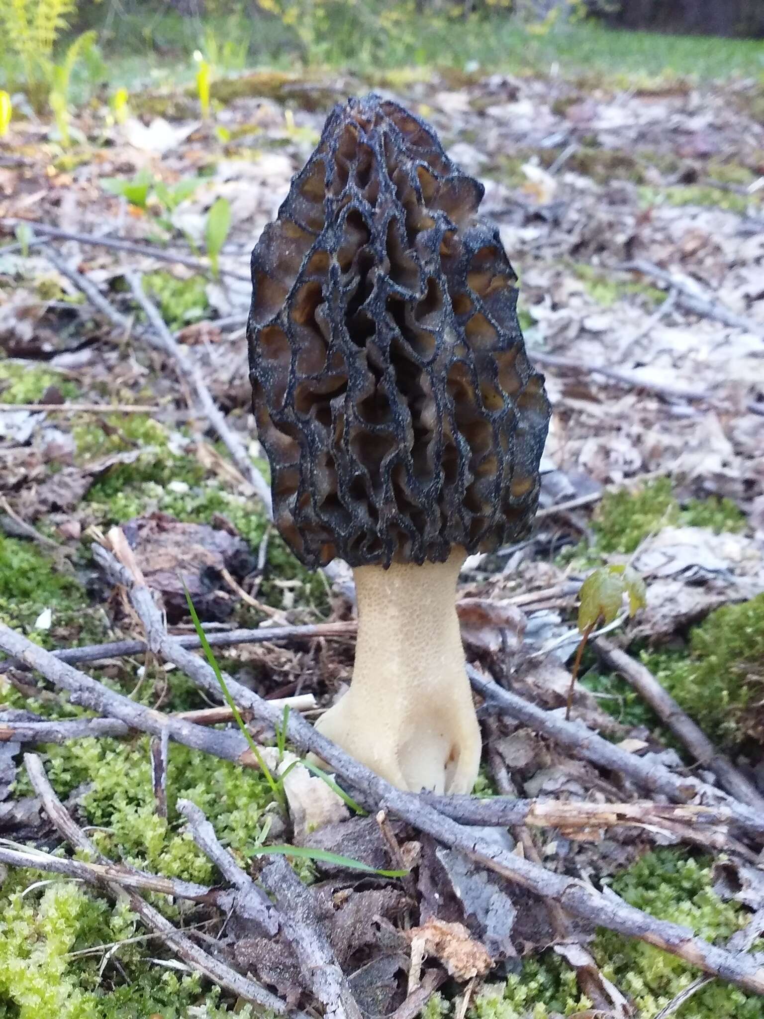 Imagem de Morchella angusticeps Peck 1887