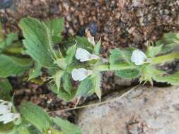 Image of simplebeak ironwort