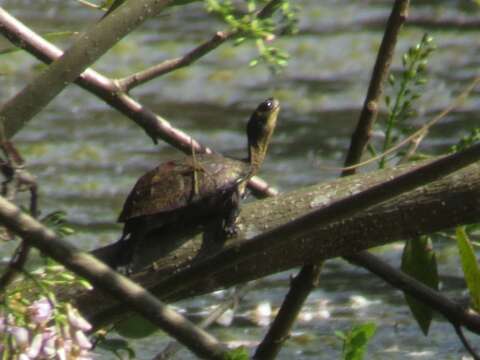 Image of Melanochelys