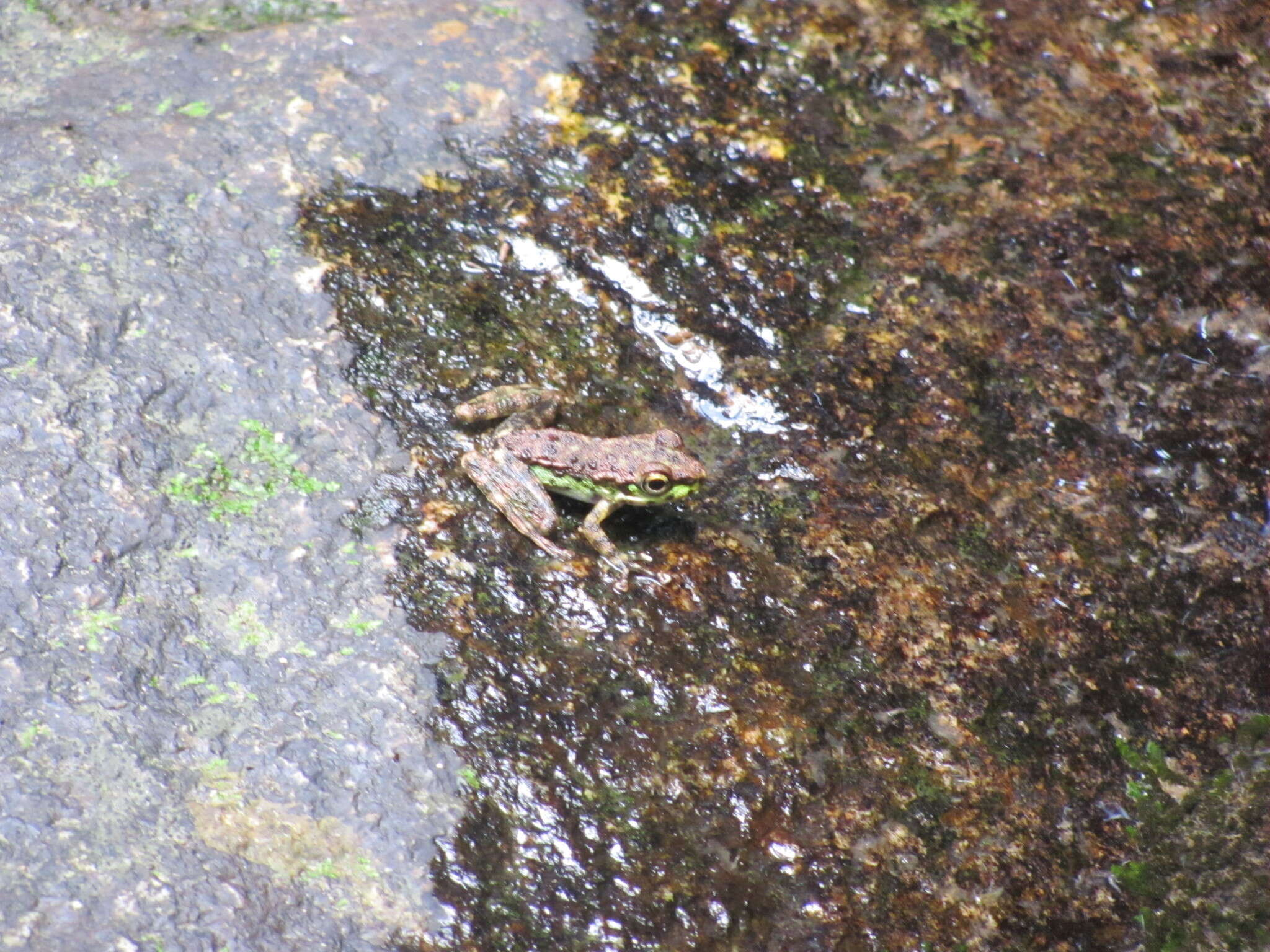 Image of Amolops marmoratus (Blyth 1855)