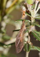 Image of Oedosmylus tasmaniensis Krüger 1913